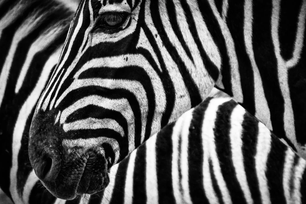 Witruimte optimalisatie, zwart wit, zebra