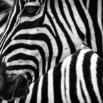 Witruimte optimalisatie, zwart wit, zebra